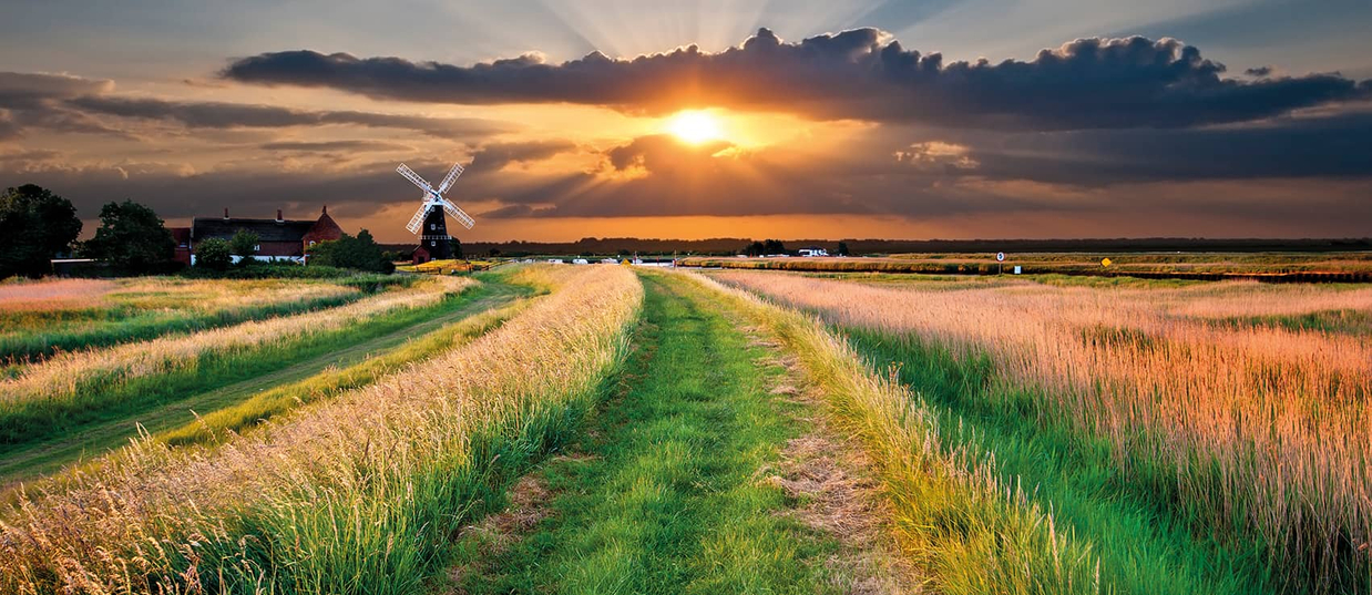 Meadow at sunset